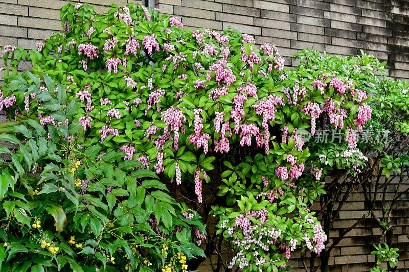 日本Pieris japonica /日本andromeda